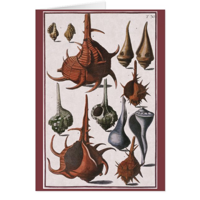 Vintage Seashells, Ocean Sea Shells Marine Life (Front)