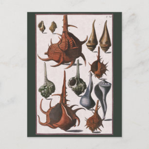 Vintage Seashells, Ocean Sea Shells Marine Life Postcard