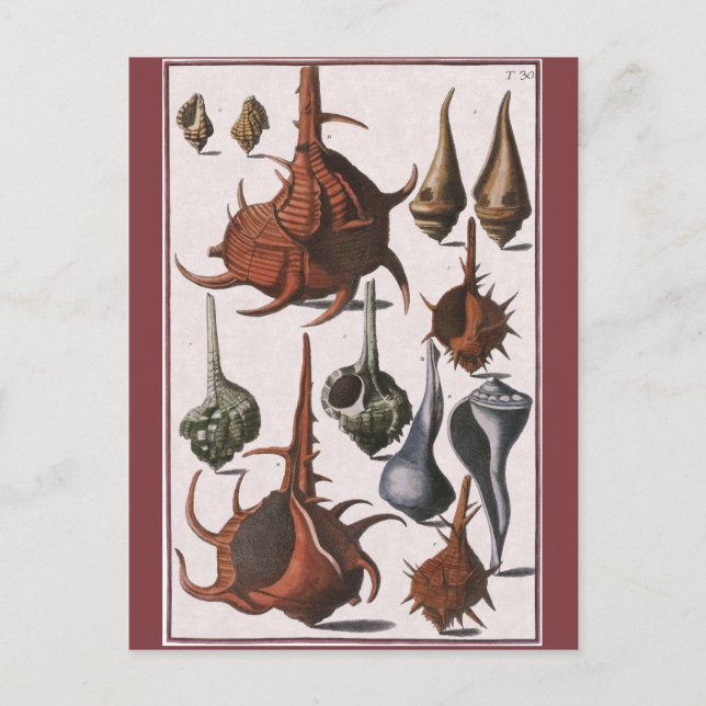 Vintage Seashells, Ocean Sea Shells Marine Life Postcard (Front)