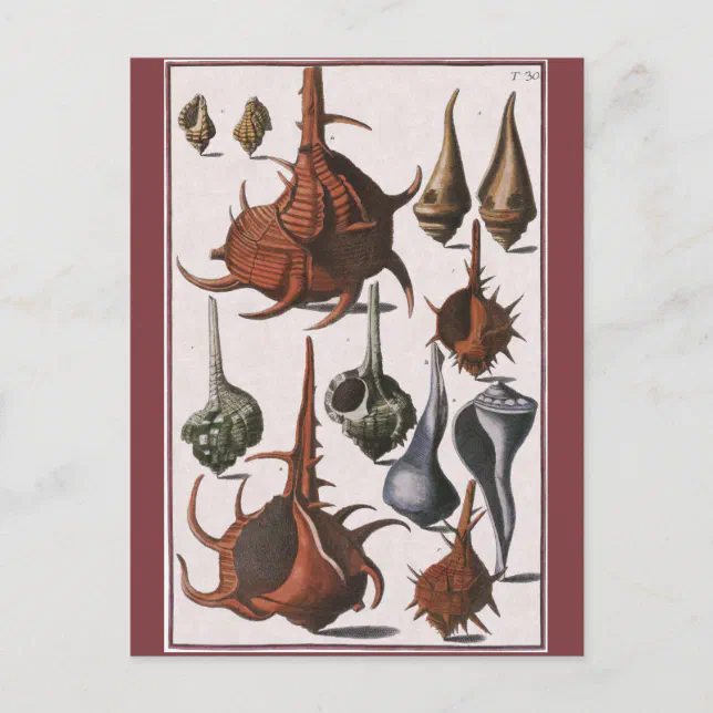 Shell Postcard Vintage Seashells, Ocean Sea Shells Marine Life Postcard | Zazzle