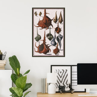 Vintage Seashells, Ocean Sea Shells Marine Life Poster