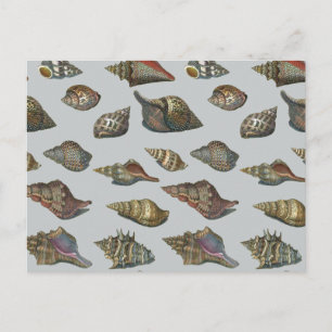 Vintage Seashells Postcard