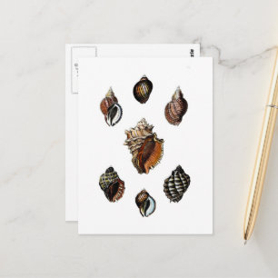 Vintage Seashells Postcard