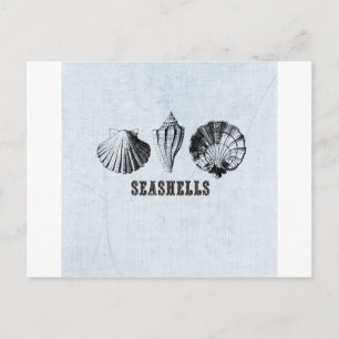 Vintage Seashells Postcard