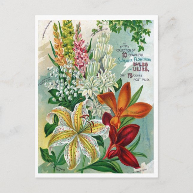 Vintage Seed Ad Postcard (Front)