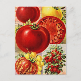 Vintage Seed Ad Postcard
