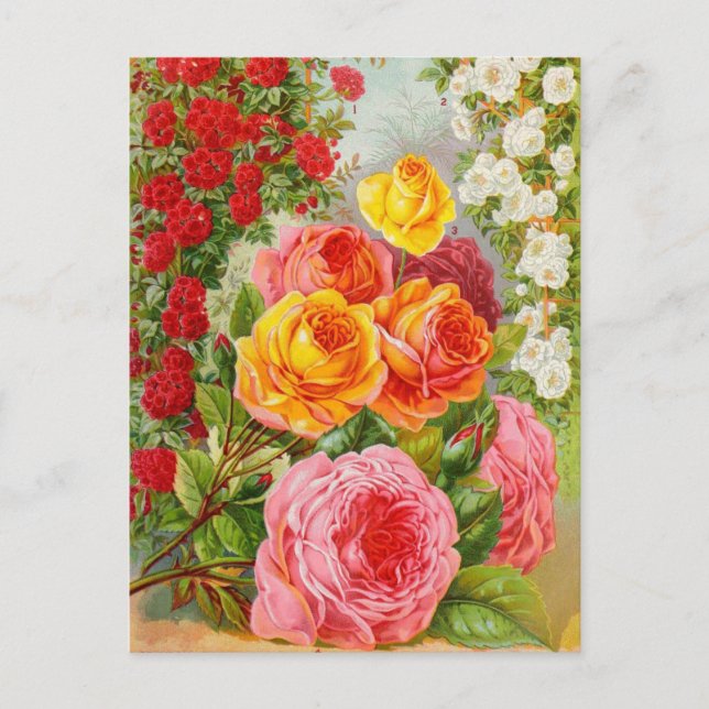 Vintage Seed Ad Postcard (Front)