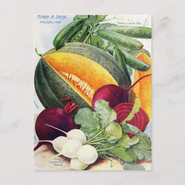 Vintage Seed Ad Postcard (Front)