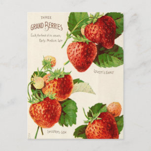 Vintage Seed Ad Postcard