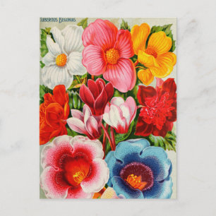 Vintage Seed Ad Postcard