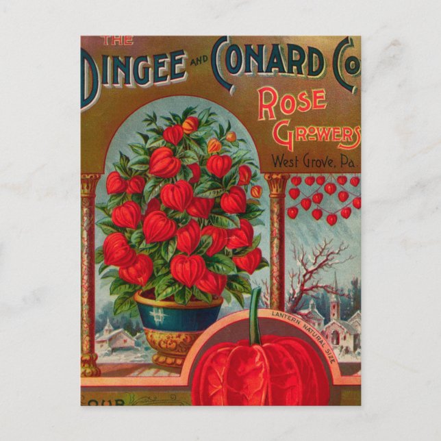 Vintage Seed Ad Postcard (Front)