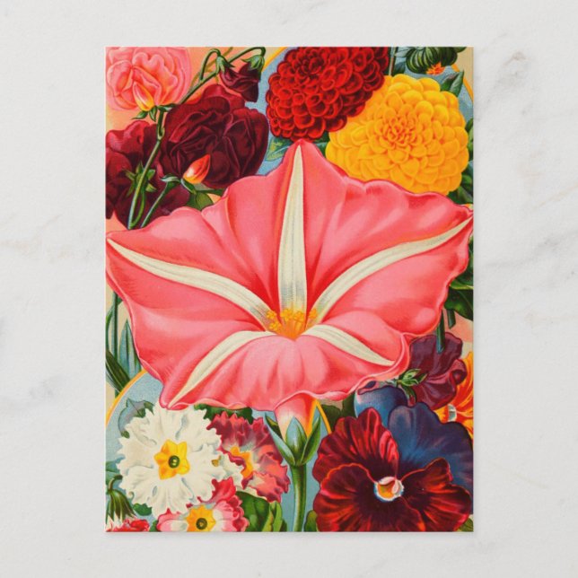 Vintage Seed Ad Postcard (Front)