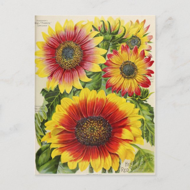 Vintage Seed Ad Postcard (Front)