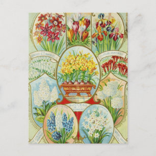 Vintage Seed Ad Postcard