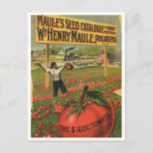 Vintage Seed Ad Postcard