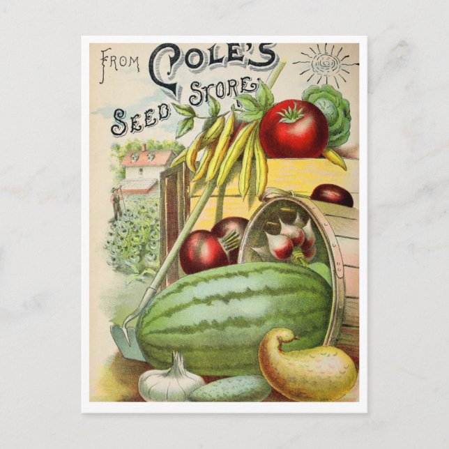 Vintage Seed Ad Postcard (Front)