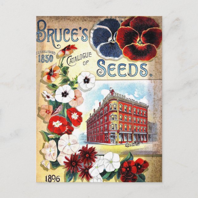 Vintage Seed Ad Postcard (Front)