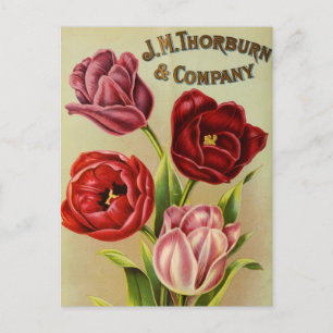 Vintage Seed Ad Postcard