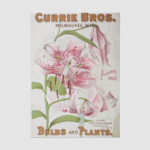 Vintage Seed Catalog Currie Bros, Autumn 1903 Tissue Paper