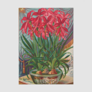 Vintage Seed Catalogue The Scarlet Mexican Lily Tissue Paper