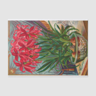 Vintage Seed Catalogue The Scarlet Mexican Lily Tissue Paper