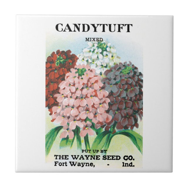 Vintage Seed Packet Art, Candytuft Garden Flowers Tile (Front)