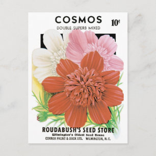 Vintage Seed Packet Art, Cosmos Garden Flowers Postcard