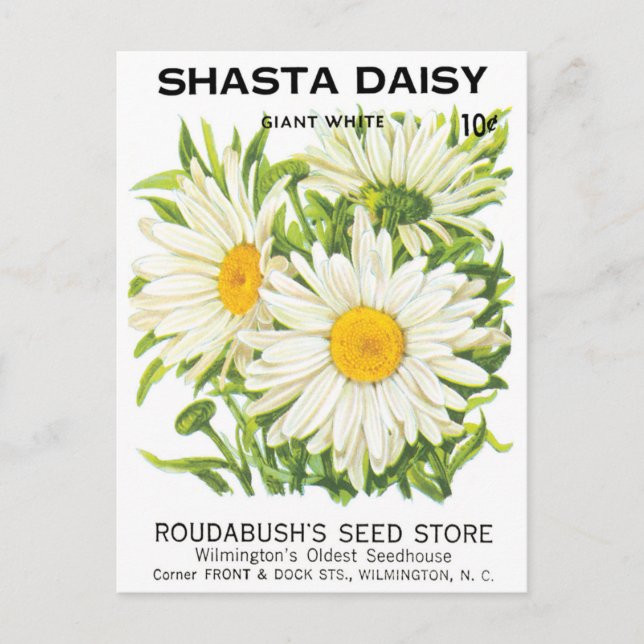 Vintage Seed Packet Art, Shasta Daisy Flowers Postcard (Front)