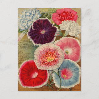 Vintage Seed Packet Cards, Postage and Gifts Postcard