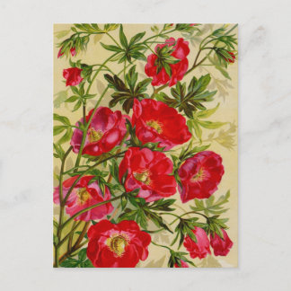 Vintage Seed Packet Catalogue Cards, Postage, Gift Postcard