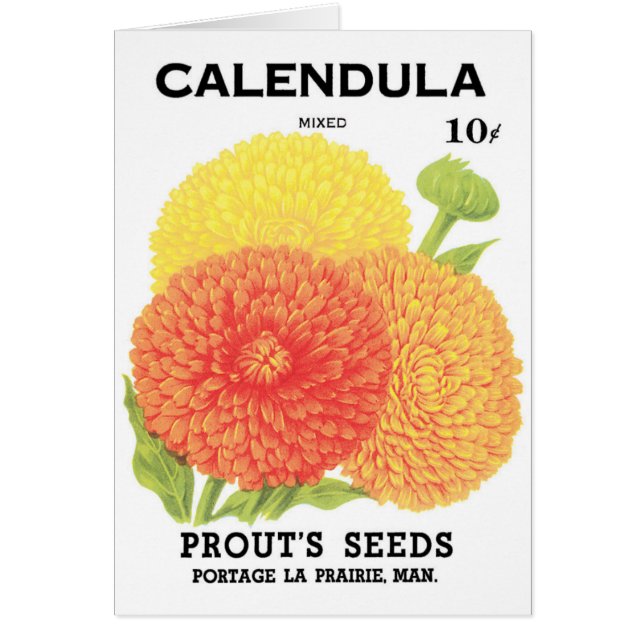 Vintage Seed Packet Label Art, Calendula Flowers (Front)