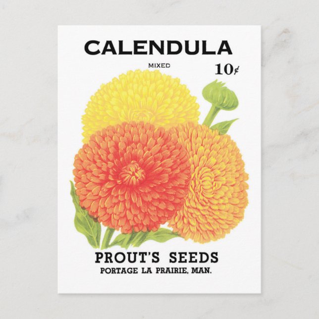 Vintage Seed Packet Label Art, Calendula Flowers Postcard (Front)