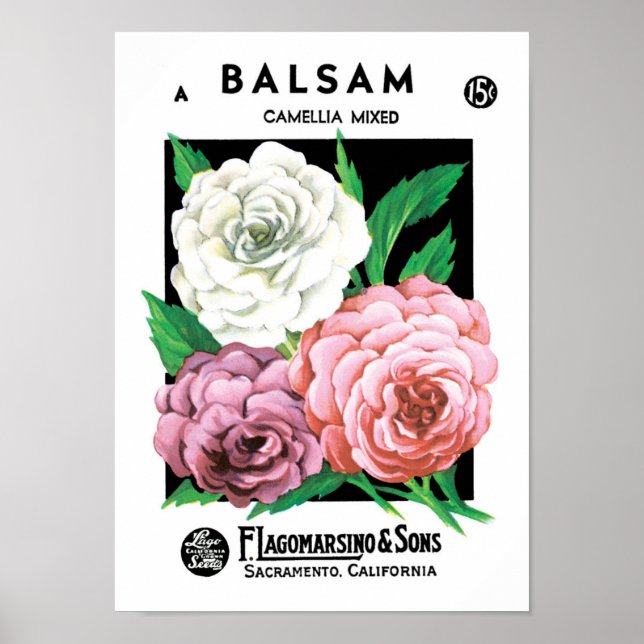 Vintage Seed Packet Label Art, Camellia Flowers Poster (Front)