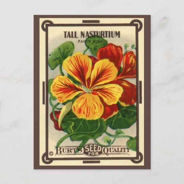 Vintage Seed Packet Label Art, Nasturtium Flowers Postcard (Front)