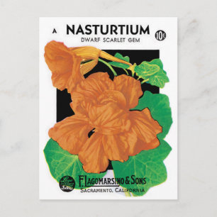 Vintage Seed Packet Label Art, Nasturtium Flowers Postcard