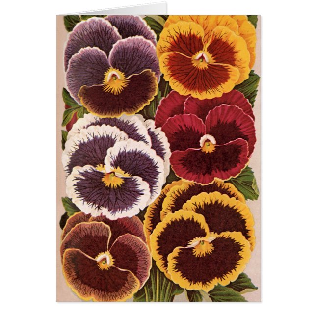 Vintage Seed Packet Labels, Garden Pansy Flowers (Front)
