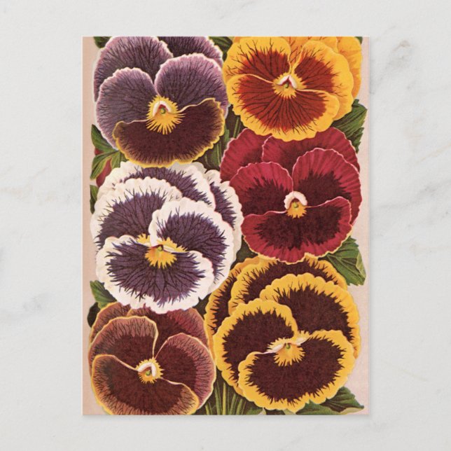 Vintage Seed Packet Labels, Garden Pansy Flowers Postcard (Front)