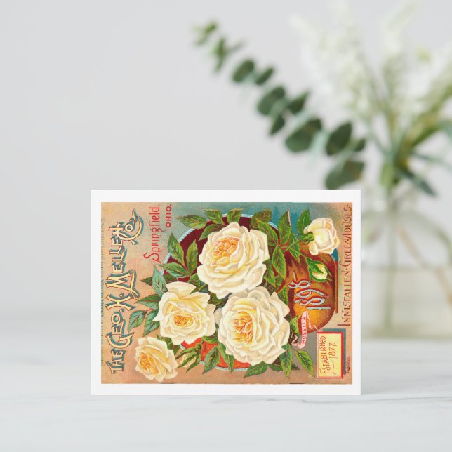 Vintage Seed Packet.  Postcard (Standing Front)