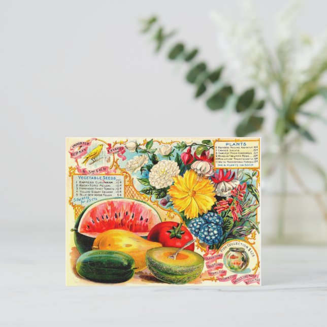 Vintage Seed packet. Postcard (Standing Front)
