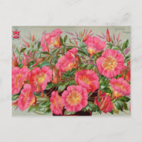 Vintage Seed Packets Cards, Postage and Gifts