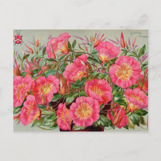 Vintage Seed Packets Cards, Postage and Gifts Postcard