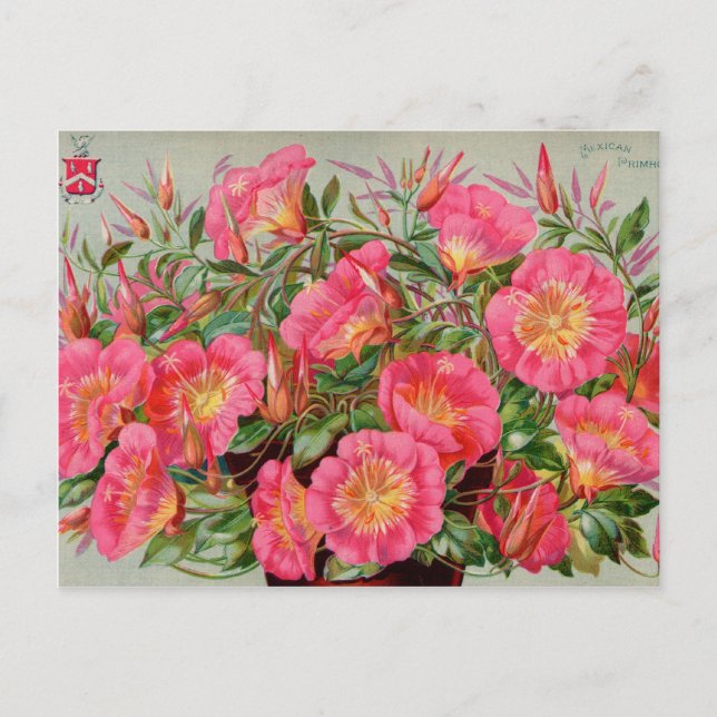 Vintage Seed Packets Cards, Postage and Gifts Postcard (Front)