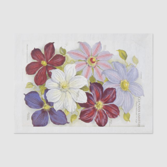 Vintage Seeds Packet Inspired Decoupage Tissue Paper (Front)