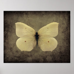 Vintage sepia butterfly poster