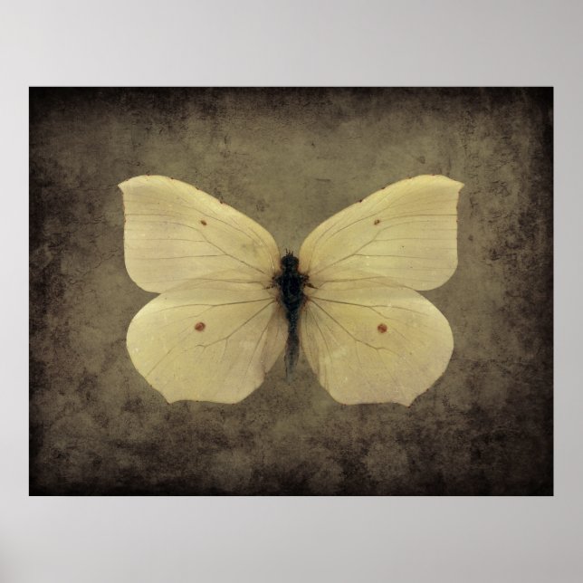Vintage sepia butterfly poster (Front)