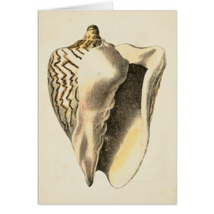 Vintage Sepia Conch Shell