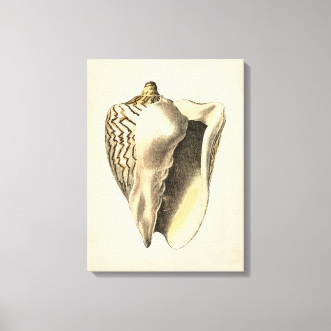 Vintage Sepia Conch Shell Canvas Print (Front)
