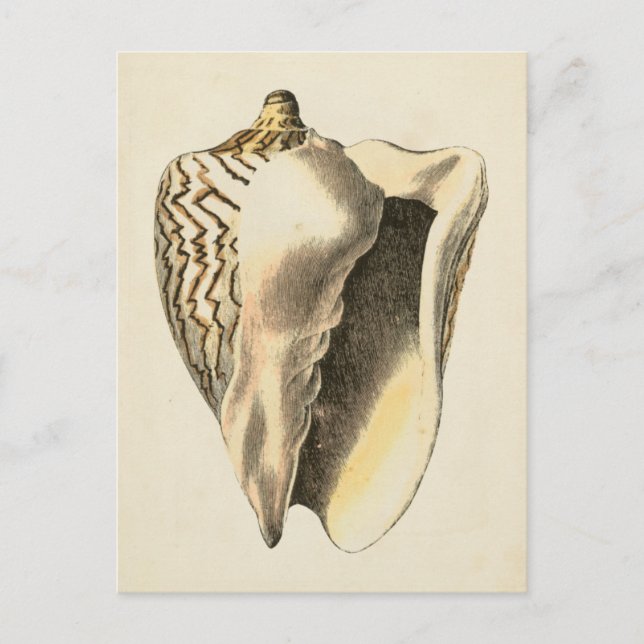 Vintage Sepia Conch Shell Postcard (Front)
