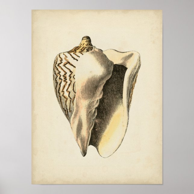 Vintage Sepia Conch Shell Poster (Front)