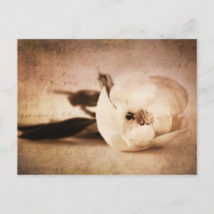 Vintage Sepia Magnolia Flower Floral Flower Postcard